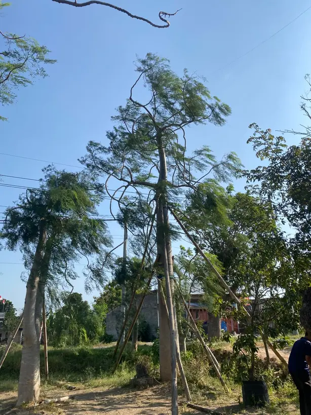 Moringa Afrika  — Tanaman Vocal Point Faforit 