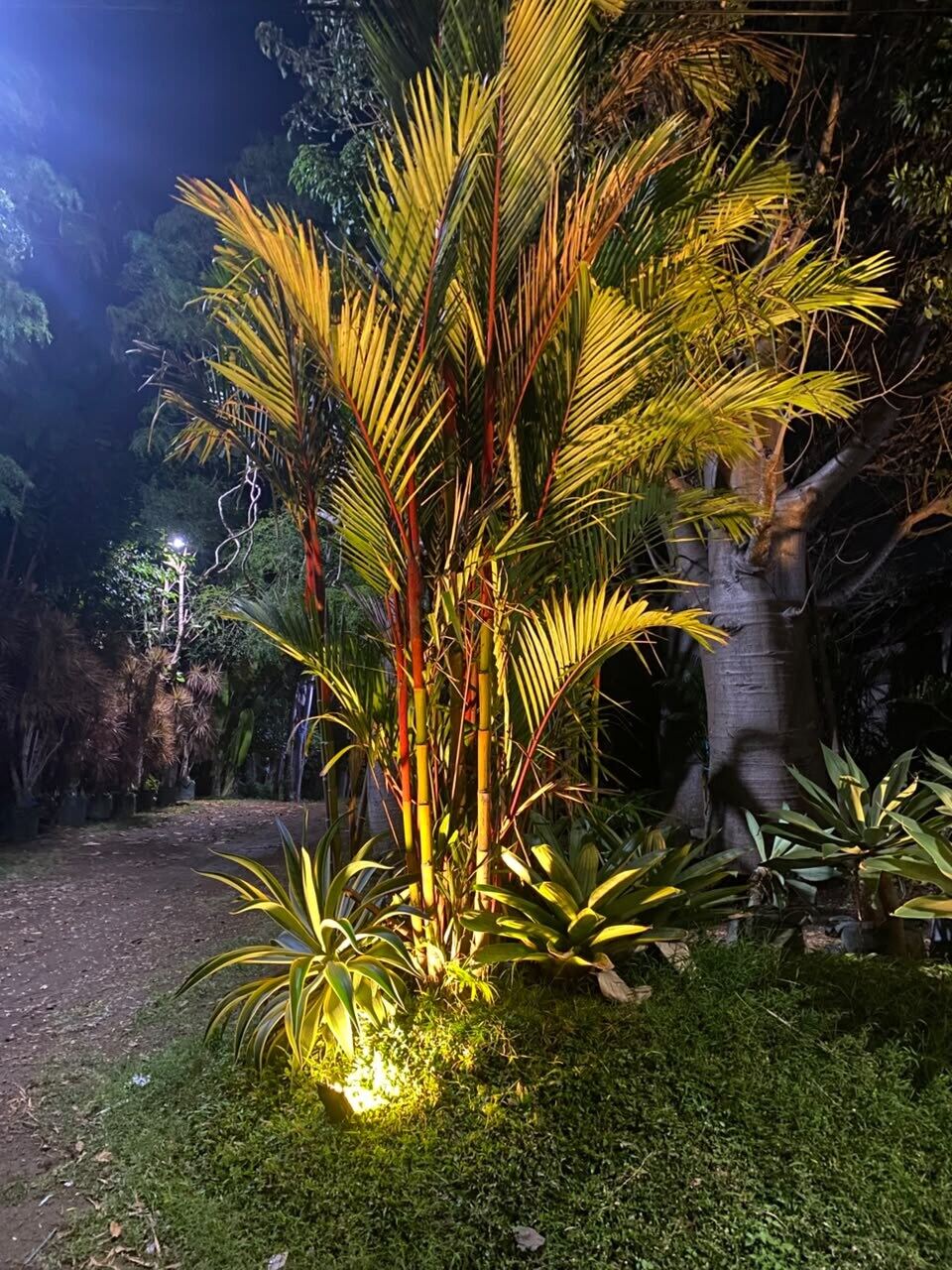 Palem Merah  — Tanaman palem dengan karakter kuat dengan warna merahnya yang khas 