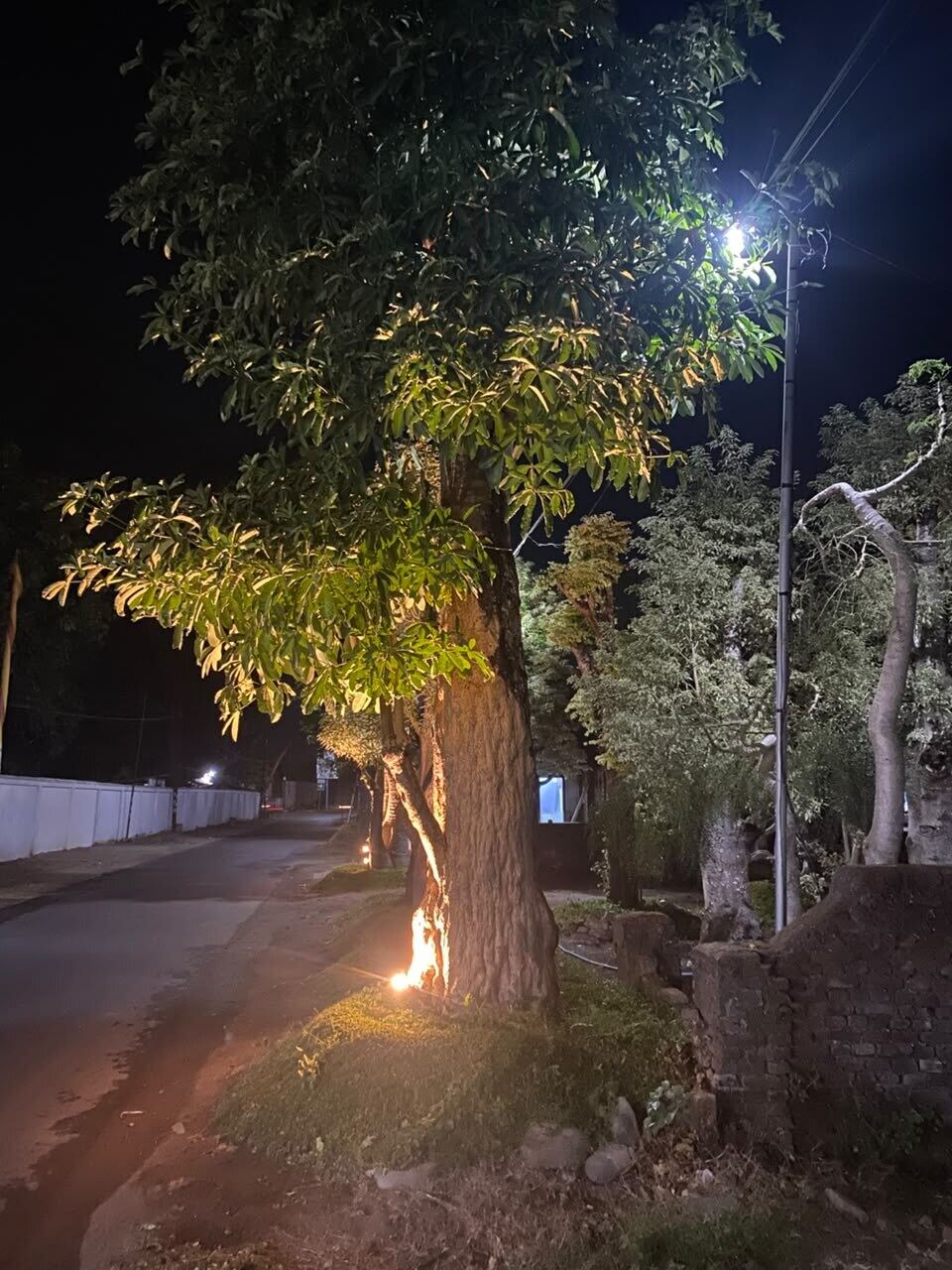 Jual Pohon Pule Segala Ukuran, Langsung dari Kebun