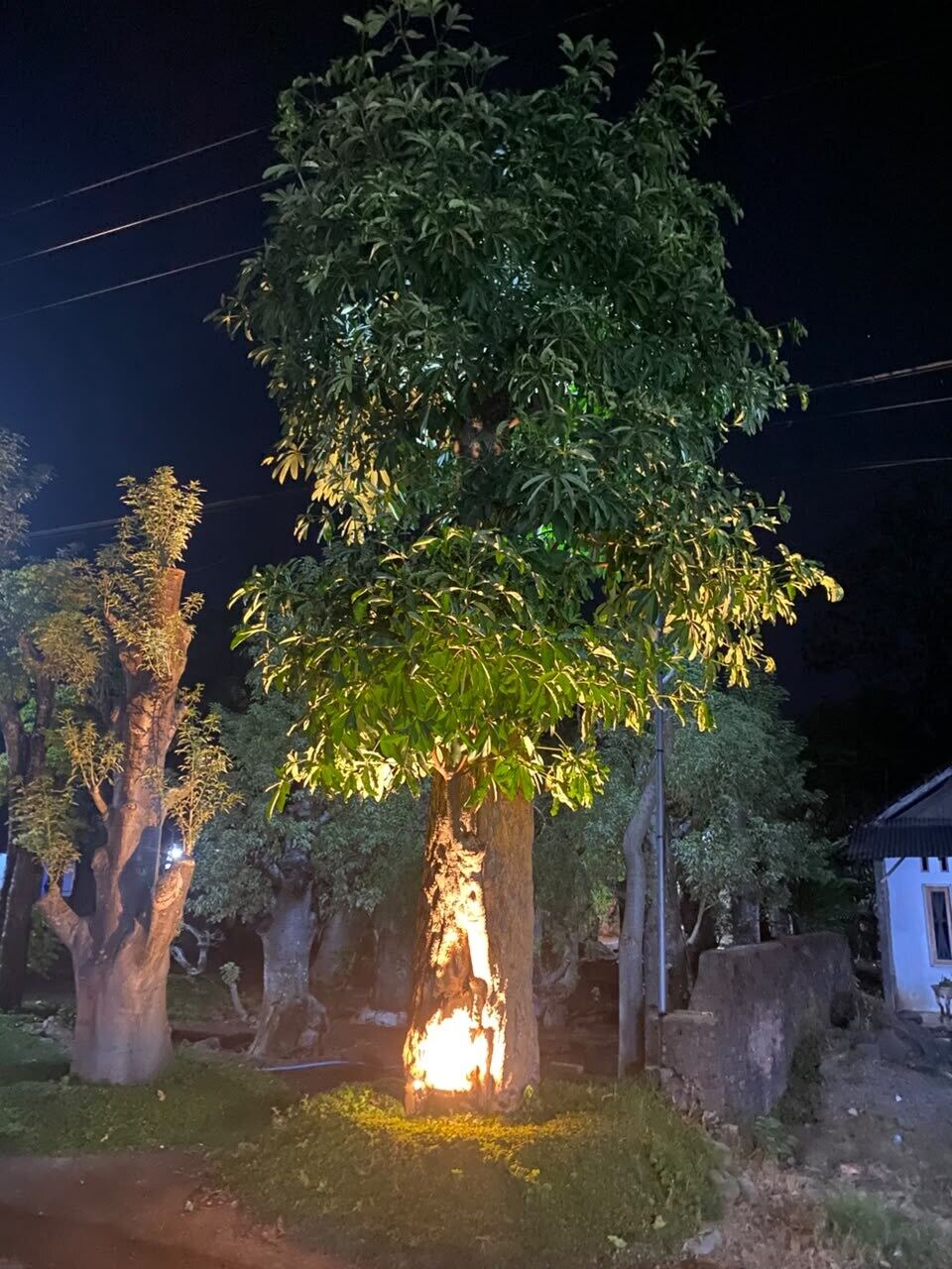 Pohon Pule untuk Taman Pilihan Peneduh yang  Diminati