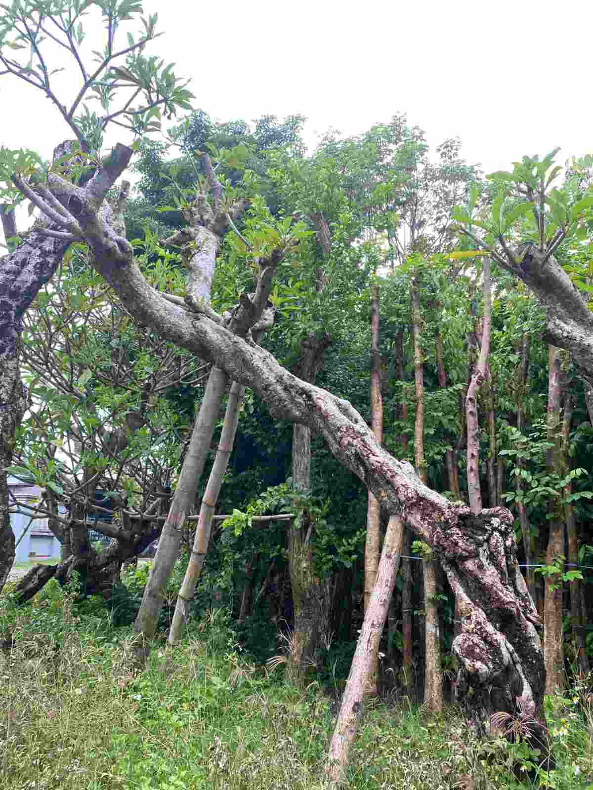 Kamboja untuk area landscape dan kolam