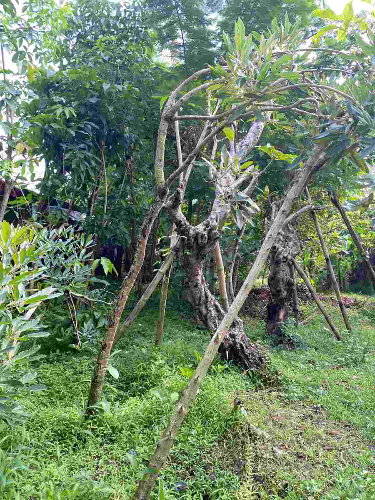 Jual Kamboja Fosil Berbagai Ukuran, Kualitas Terjamin