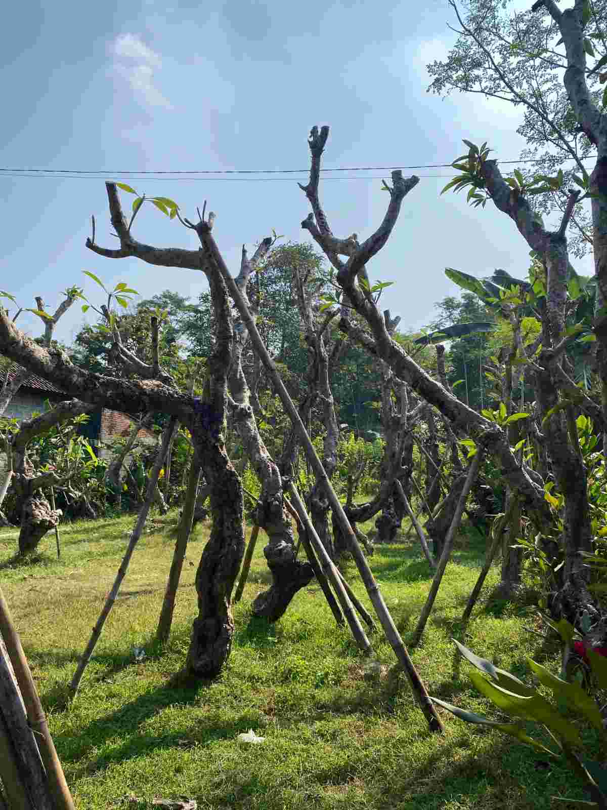 Koleksi Kamboja untuk kebutuhan landscape