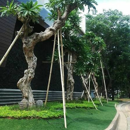 Tanaman Kamboja Fosil untuk Taman Minimalis hingga Landscape Besar