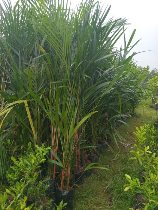 Palem Merah ukuran kecil untuk pot dan aksen
