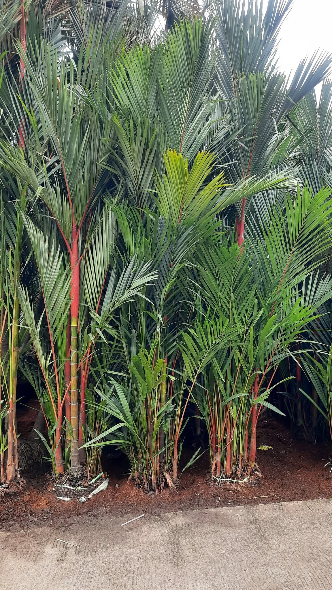 Palem Merah berbagai ukuran untuk landscape