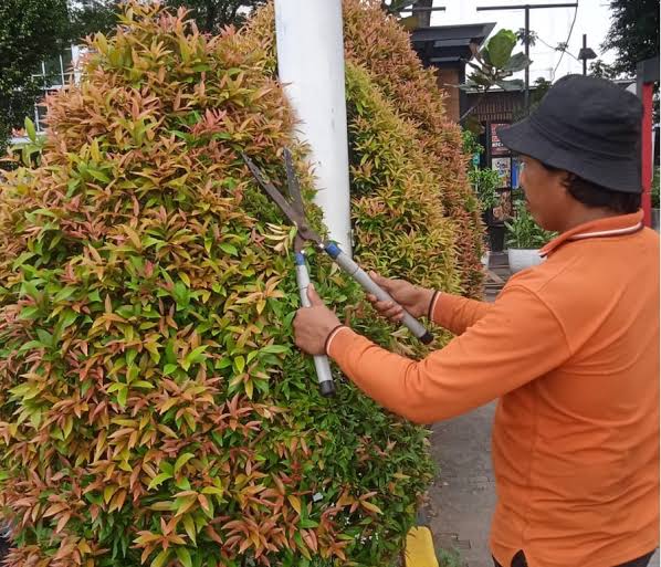 Cara Memangkas Pucuk Merah agar Rapi dan Tumbuh Seimbang