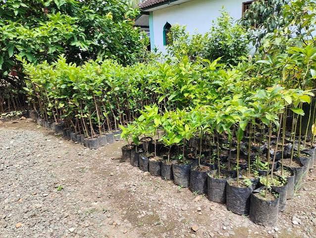 Jual Bibit Buah, Cara Memilih Bibit yang Sehat dan Sesuai untuk Lahan