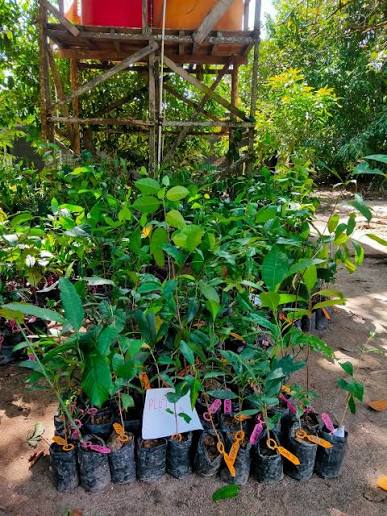 Bibit Pohon yang Cocok Ditanam di Jawa Barat, Simak Jenisnya