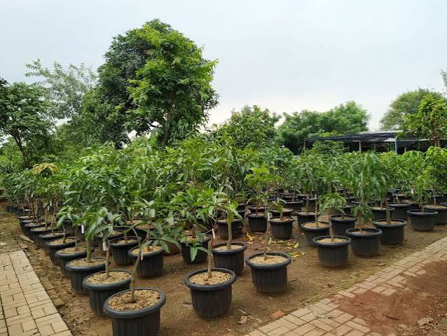 Bibit Pohon dan Bibit Buah yang Cocok Ditanam di Jawa Tengah 