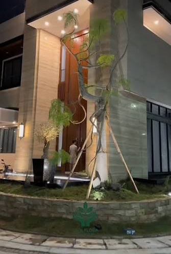 Proyek Vila dan Resort Modern Mulai Pakai Moringa Afrika untuk Titik Fokus Taman