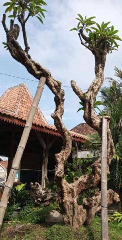 5 Jenis Proyek yang Butuh Kamboja Fosil sebagai Aksen Utama Taman