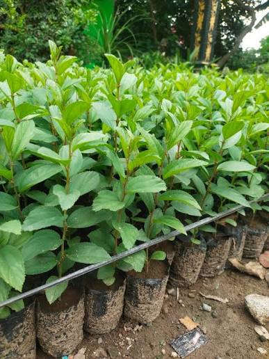 Bibit Pohon Jadi Pilihan Favorit di Sejumlah Kota Besar