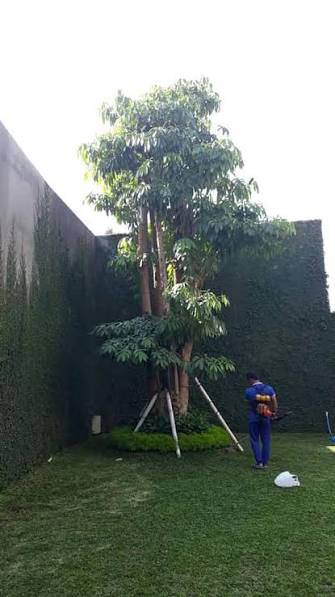 Pemilik Resort Mewah Pilih Pule Fosil sebagai Focal Point Taman Depan