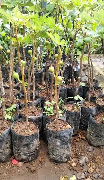 Jual Pohon Tin