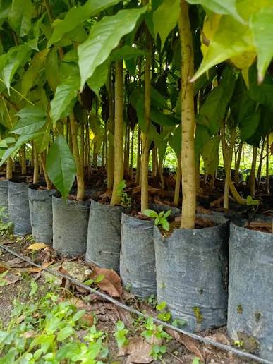 bibit pohon tabebuya siap tanam