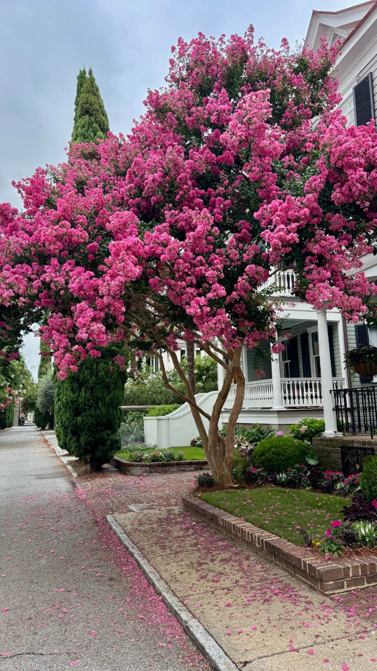Tabebuya Rosea dengan bunga pink untuk taman