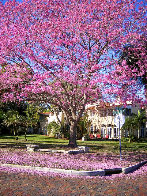 Pohon Tabebuya Rosea dengan bunga pink untuk penghijauan dan landscape