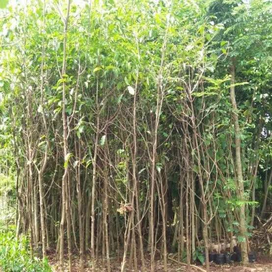 Pohon Tanjung untuk ruang terbuka hijau dan kawasan penghijauan