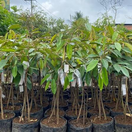 Bibit Buah Paling Banyak Dicari di Riau, Sumatera Utara, dan Jawa Timur