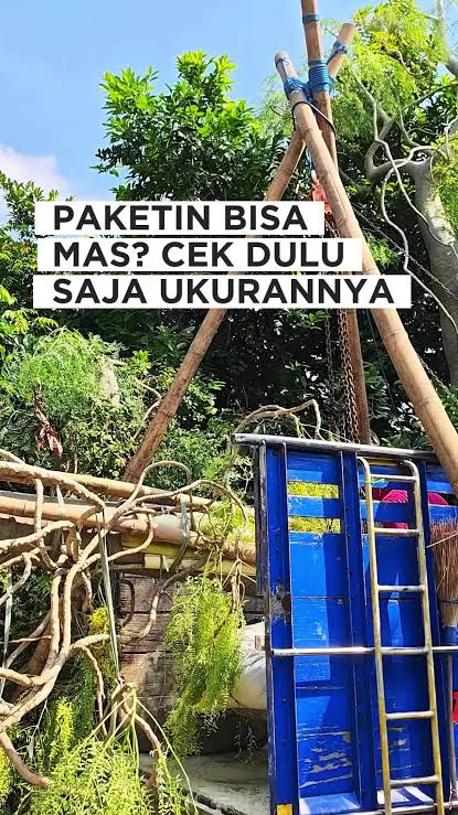 Apakah Moringa Afrika Ukuran Besar Tetap Bisa Hidup Setelah Dipindah Tanam?