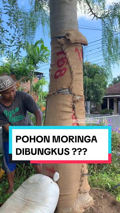 Bagaimana Proses Pengiriman Moringa Afrika ke Luar Kota agar Batangnya Tidak Rusak?
