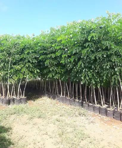 Pohon Trembesi untuk penghijauan area luas