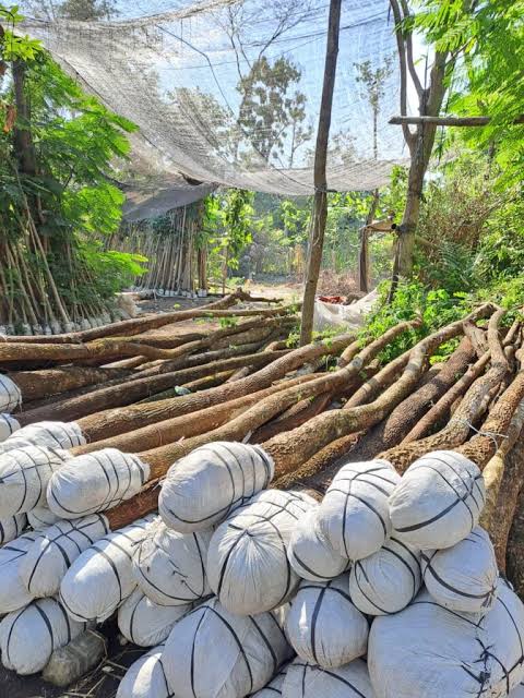 Pohon Trembesi untuk ruang terbuka dan landscape
