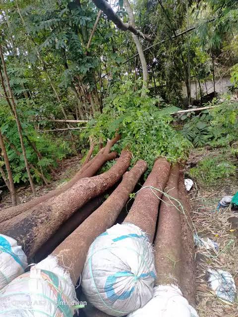 Pohon Trembesi sebagai pohon peneduh