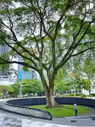 Pohon Trembesi dengan tajuk lebar menyerupai payung raksasa