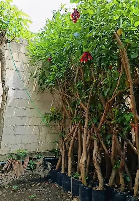 Developer Perumahan Butuh Supplier Tanaman Hias untuk Kebutuhan Skala Besar