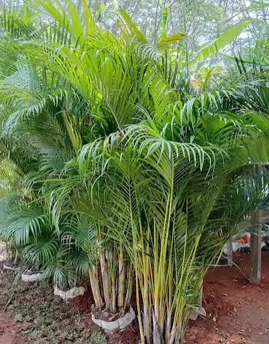 supplier-tanaman-hias-untuk-hotel-dan-resort
