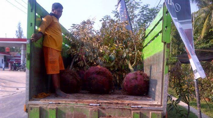 Berapa Lama Waktu Pengiriman Jika Pesan dalam Jumlah Banyak dari Supplier Tanaman Hias