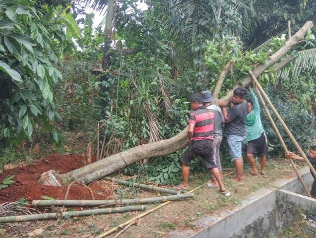 Estimasi Biaya Jasa Tanam Pohon: Per Batang atau per Proyek?