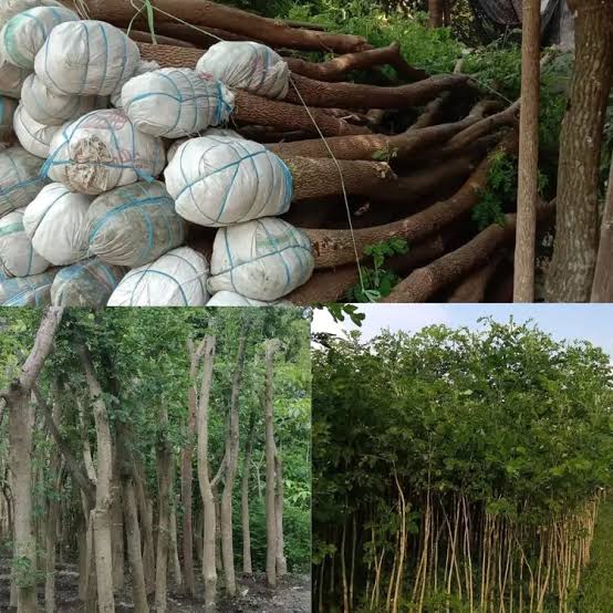 Taman di Bali yang sedang disiapkan untuk penanaman pohon peneduh