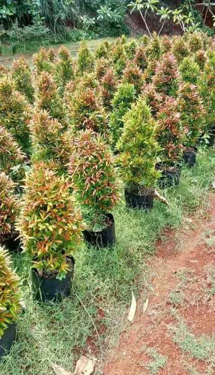 Pohon Pucuk Merah dan Trembesi yang sudah siap dikemas untuk pengiriman ke kota tujuan