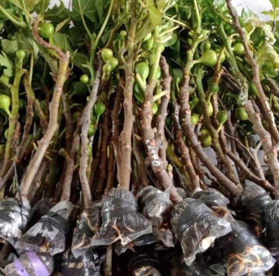 Pohon Tin dalam berbagai ukuran yang sudah siap dikemas untuk pengiriman