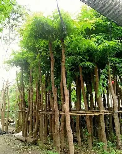 Area proyek konstruksi yang disiapkan sebelum tumbuhan ditanam