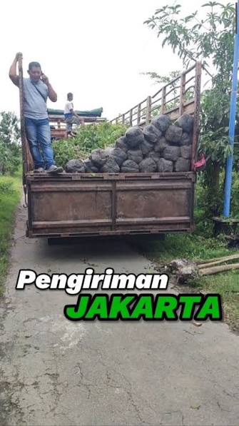 Pohon-pohon yang siap dikemas untuk pengiriman ke kota tujuan