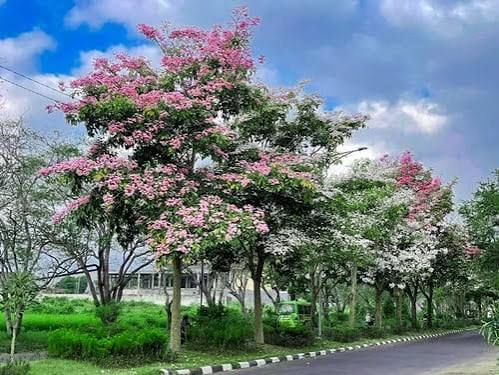 Tanaman hias yang disiapkan untuk proyek perumahan skala besar