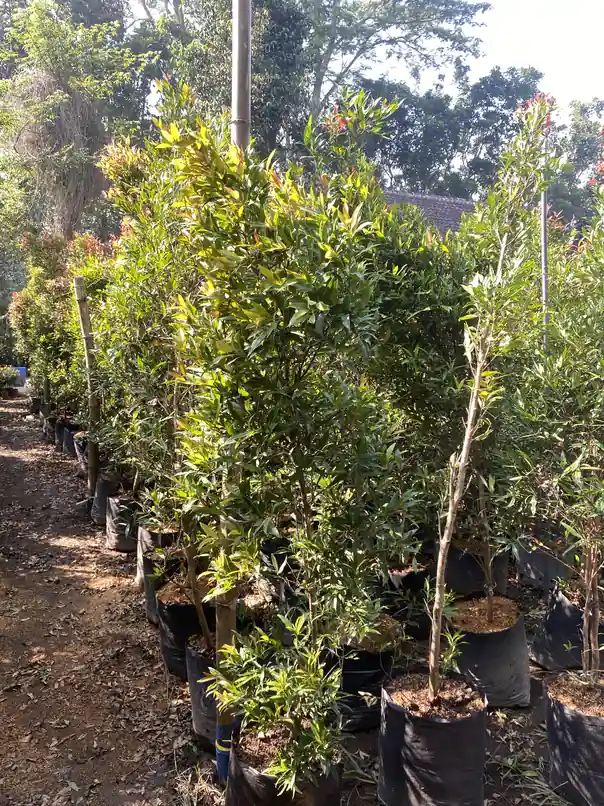 pucuk merah tinggi 1m