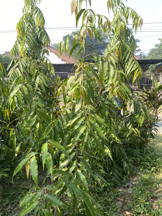 Glodok Tiang Tinggi 1,5m 