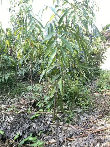 Glodok Tiang Tinggi 1m 