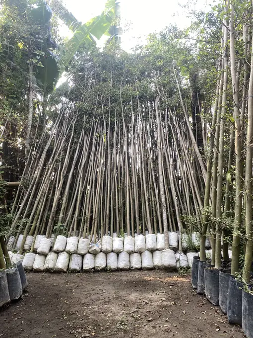 Ketapang Kencana Tinggi 2m 