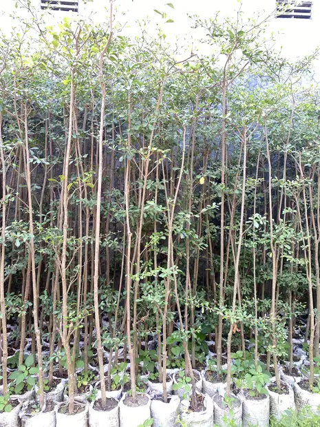 Glodok Tiang Tinggi 1m 