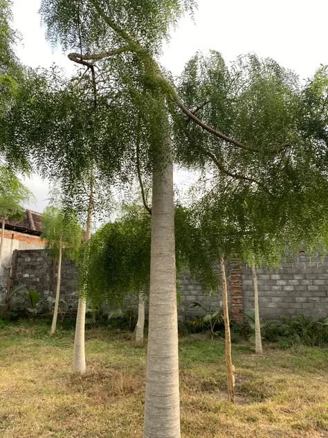 Berapa Harga Pohon Moringa Afrika Ukuran Besar Saat Ini?