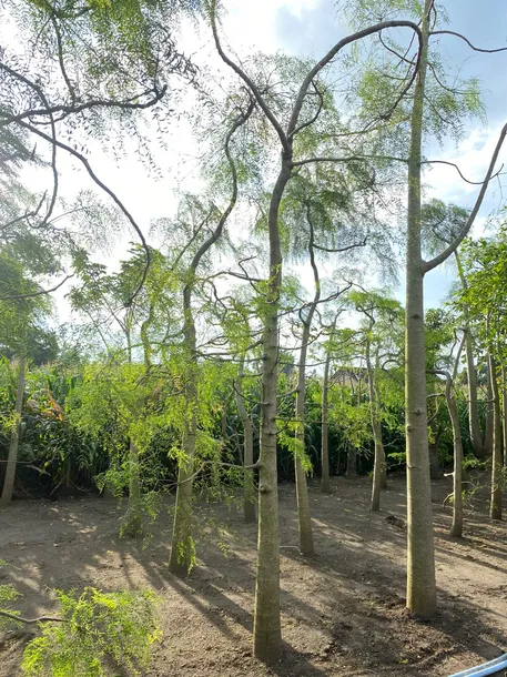 Apakah Akar Moringa Afrika Merusak Pondasi ?