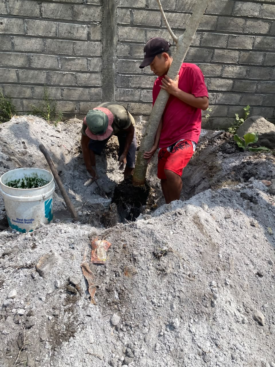 penanaman moringa tinggi 3m di blitar jawatimur 